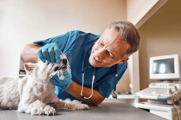 Best Emergency Dental Care for Sports Injuries in Alpena, MI